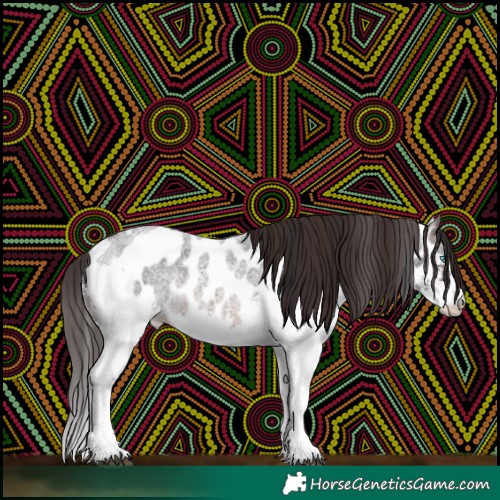 Horse Color:Brown Roan Splash Tobiano Appaloosa 