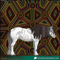 Horse Color:Brown Roan Splash Tobiano Near Leopard