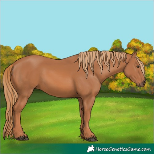 Horse Color:Chestnut Rabicano 