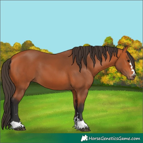 Horse Color:Bay 