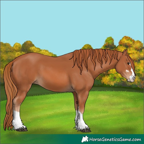 Horse Color:Chestnut 