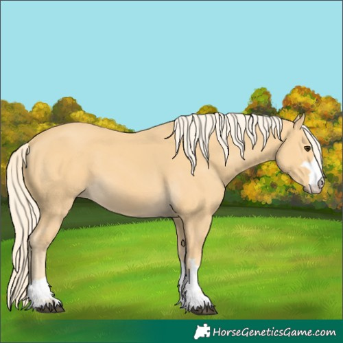 Horse Color:Palomino 
