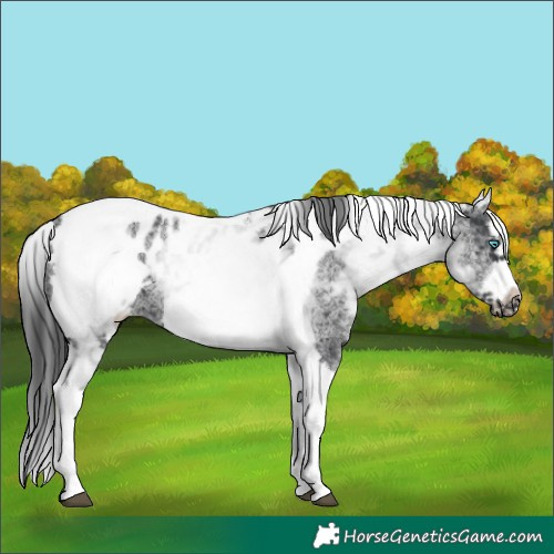 Horse Color:White Spotted Black Splash Tobiano Frame Appaloosa 