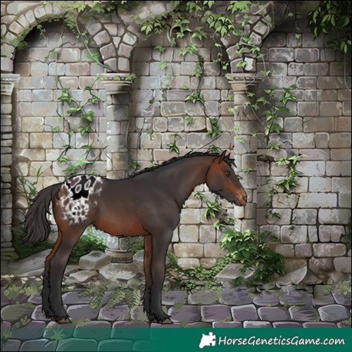 Horse Color:Bay Appaloosa 
