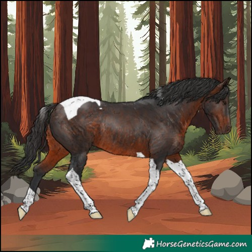 Horse Color:Brown Tobiano Rabicano 