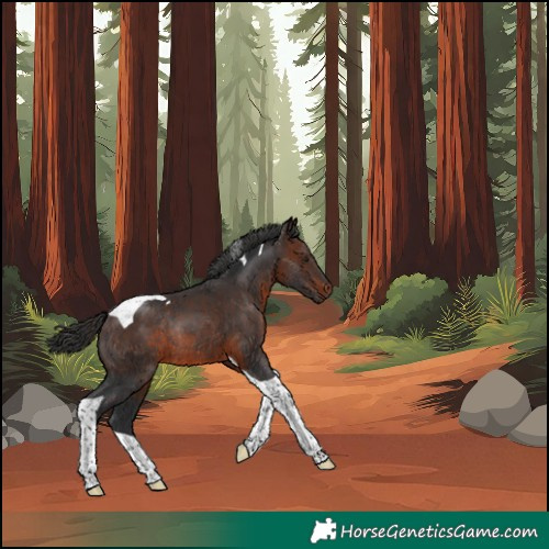 Horse Color:Brown Tobiano Rabicano 