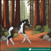 Horse Color:Gray Brown Tobiano Rabicano 