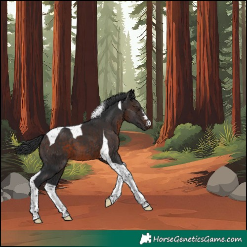 Horse Color:Brown Tobiano 