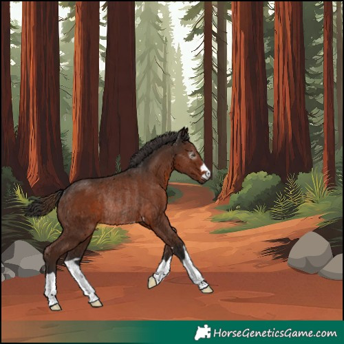 Horse Color:Gray Liver Chestnut Rabicano 