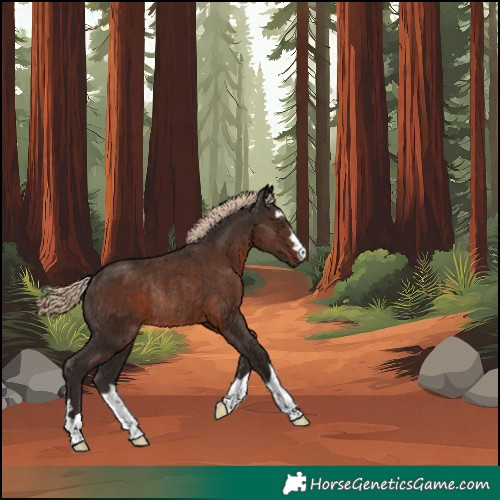 Horse Color:Unknown 