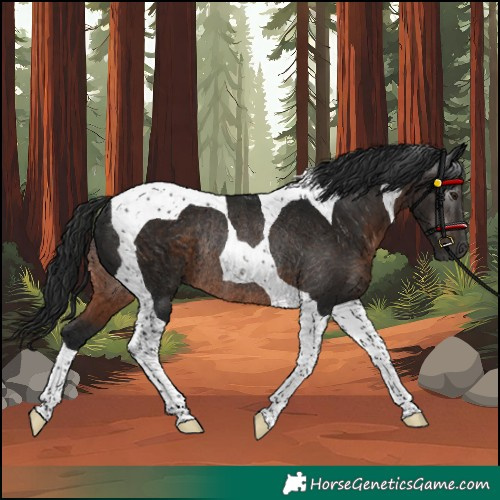 Horse Color:Unknown 
