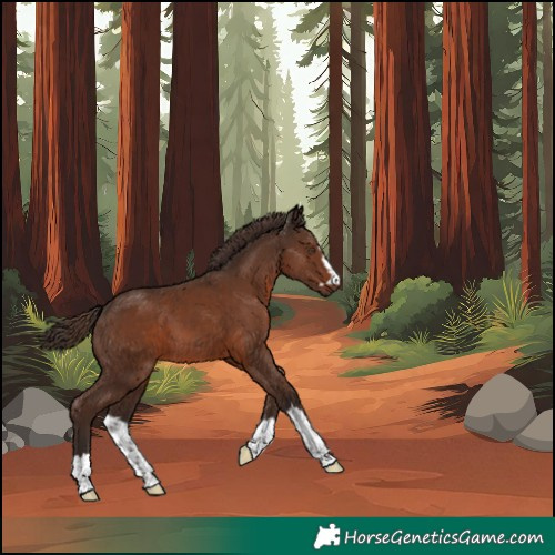 Horse Color:Unknown 