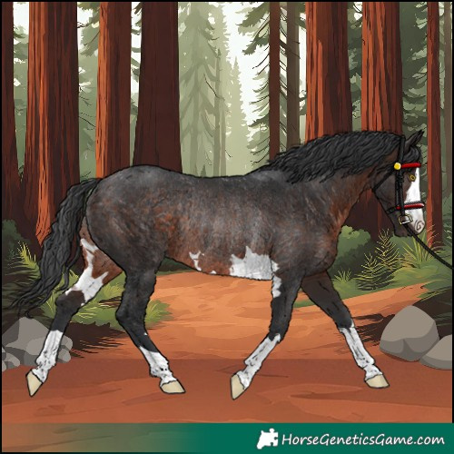 Horse Color:Unknown 
