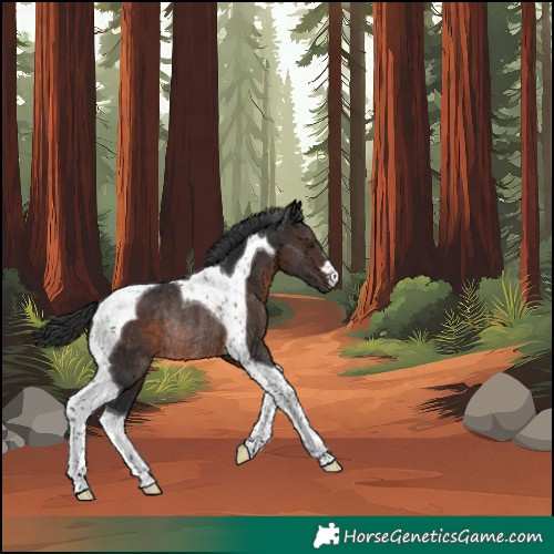Horse Color:Unknown 
