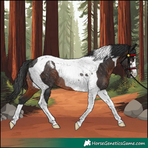 Horse Color:Unknown 