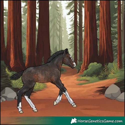 Horse Color:Unknown 