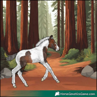 Horse Color:Bay Tobiano Rabicano