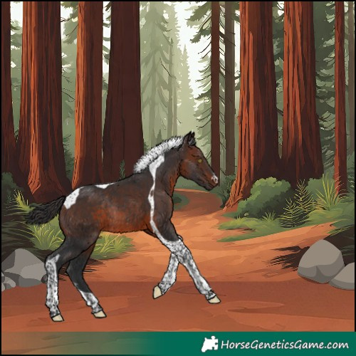 Horse Color:Unknown 