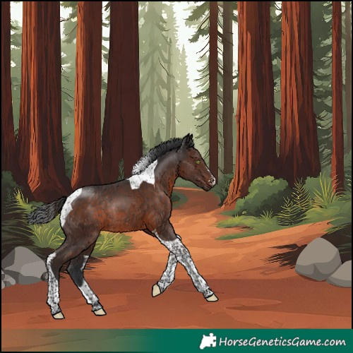 Horse Color:Unknown 