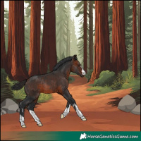 Horse Color:Bay Rabicano 