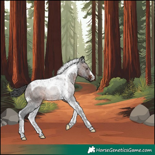 Horse Color:Unknown 