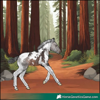 Horse Color:White Spotted Brown Tobiano Rabicano 