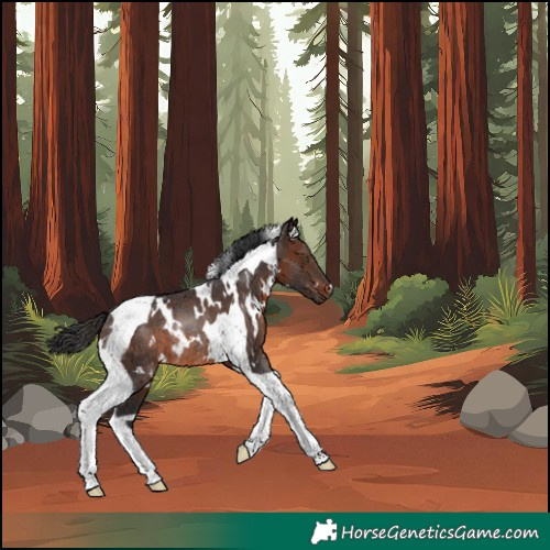 Horse Color:White Spotted Brown Tobiano Rabicano 