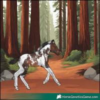 Horse Color:White Spotted Brown Tobiano Rabicano 