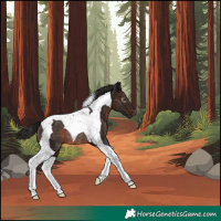 Horse Color:Gray Bay Tobiano Rabicano 