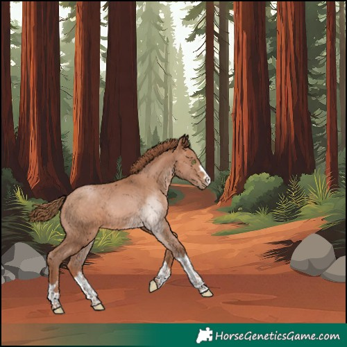 Horse Color:Bay Pearl Rabicano 