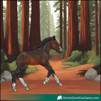 Horse Color:Bay Rabicano 