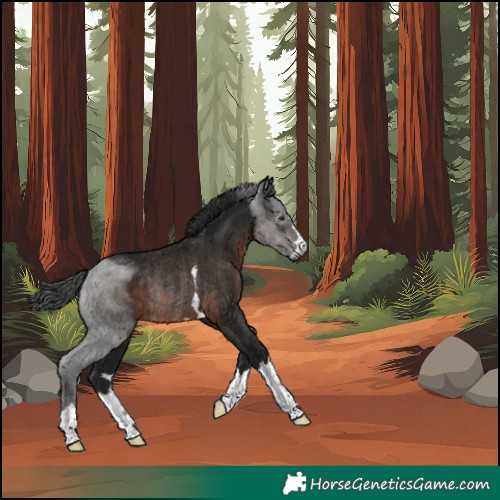 Horse Color:Unknown 