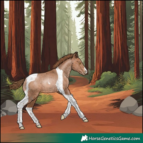 Horse Color:Brown Pearl Tobiano Rabicano 