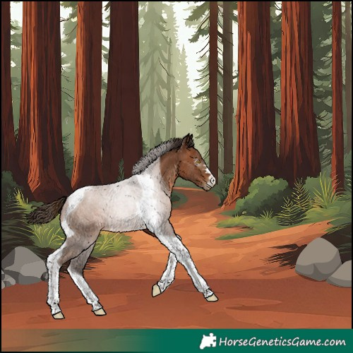 Horse Color:Unknown 