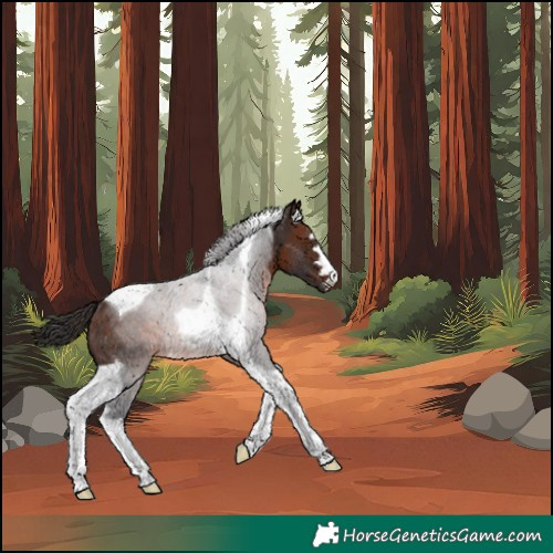 Horse Color:Unknown 