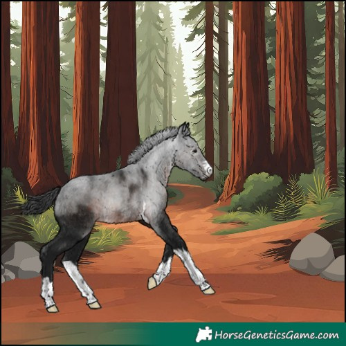 Horse Color:Gray Brown Rabicano 