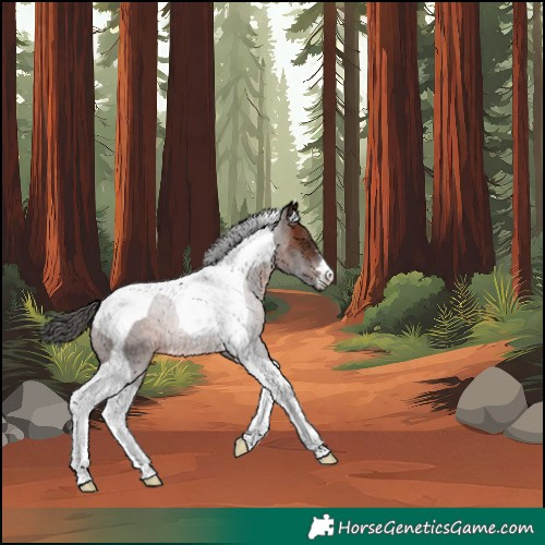 Horse Color:Unknown 