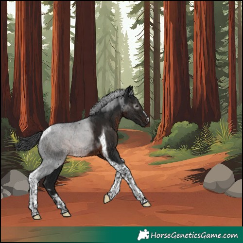 Horse Color:Gray Brown Tobiano Rabicano 