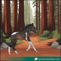 Horse Color:Brown Tobiano Rabicano