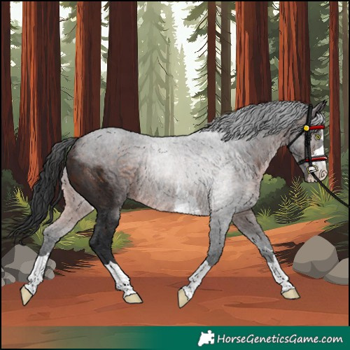Horse Color:Unknown 