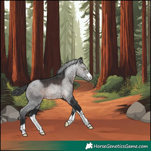 Horse Color:Unknown 