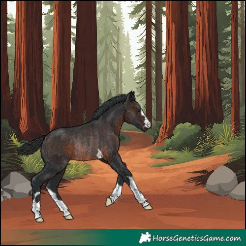 Horse Color:Unknown 
