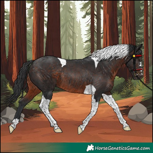 Horse Color:Unknown 