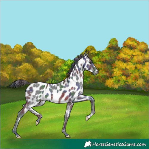 Horse Color:Nacre Brown Near Leopard