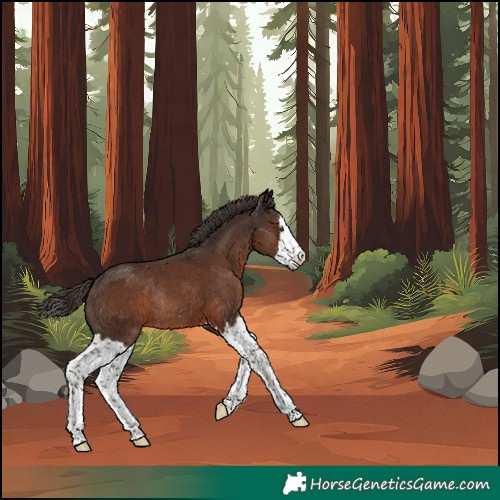 Horse Color:Unknown 