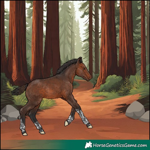 Horse Color:Unknown 