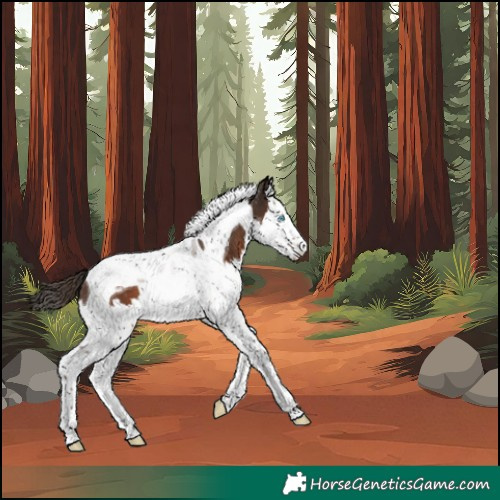 Horse Color:Unknown 