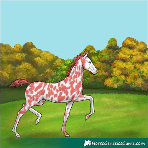 Horse Color:Watercolor Liver Chestnut Splash Near Leopard 