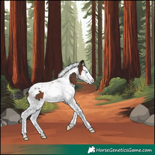 Horse Color:Bay Splash Tobiano Rabicano 