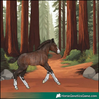 Horse Color:Liver Chestnut Rabicano